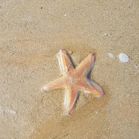 Apartment T2 Vue Les Pieds Dans L'eau Avec Parking Prive